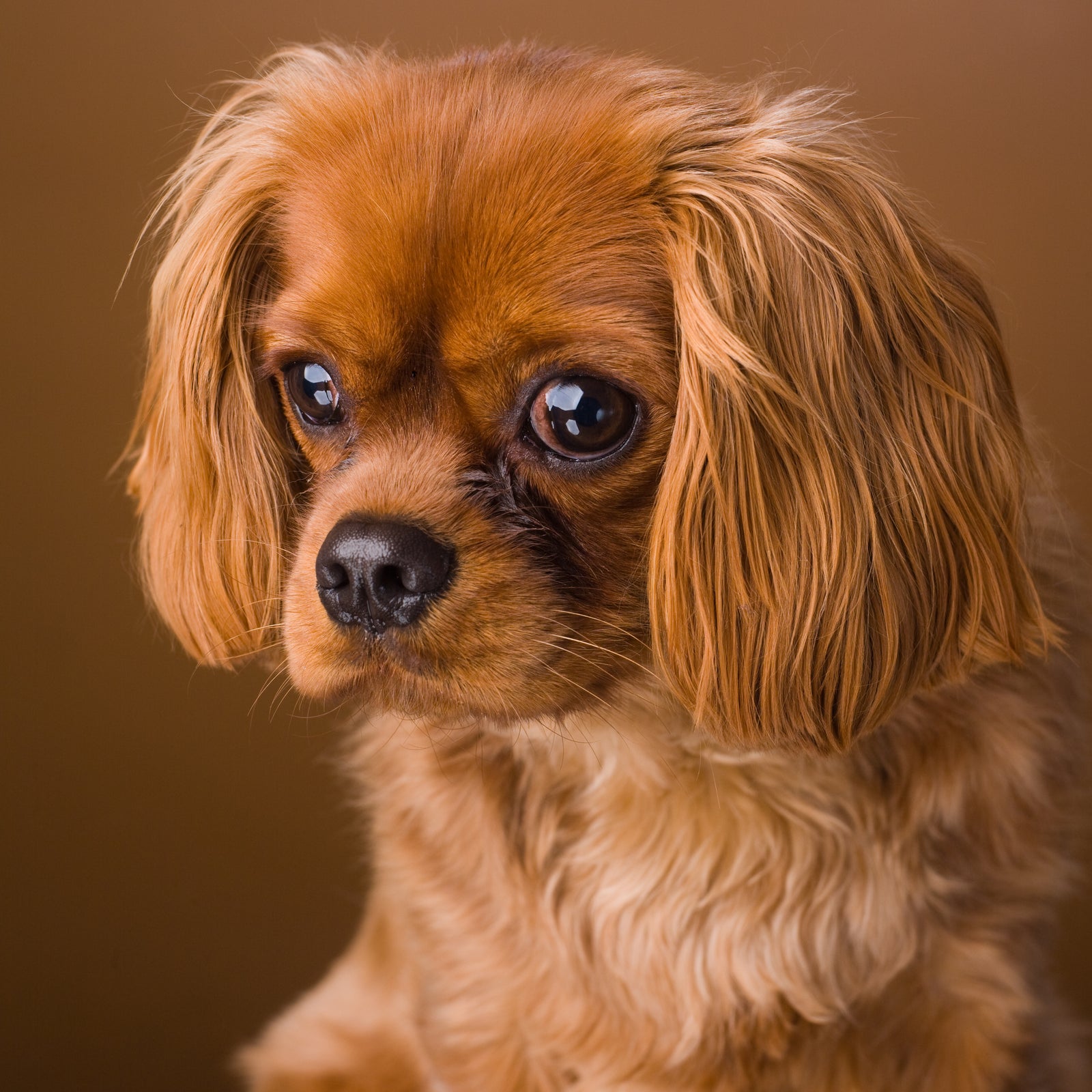 King Charles Spaniel portrait of a dog by PHOTOGENIC Photographers, Dalkey, Co Dublin