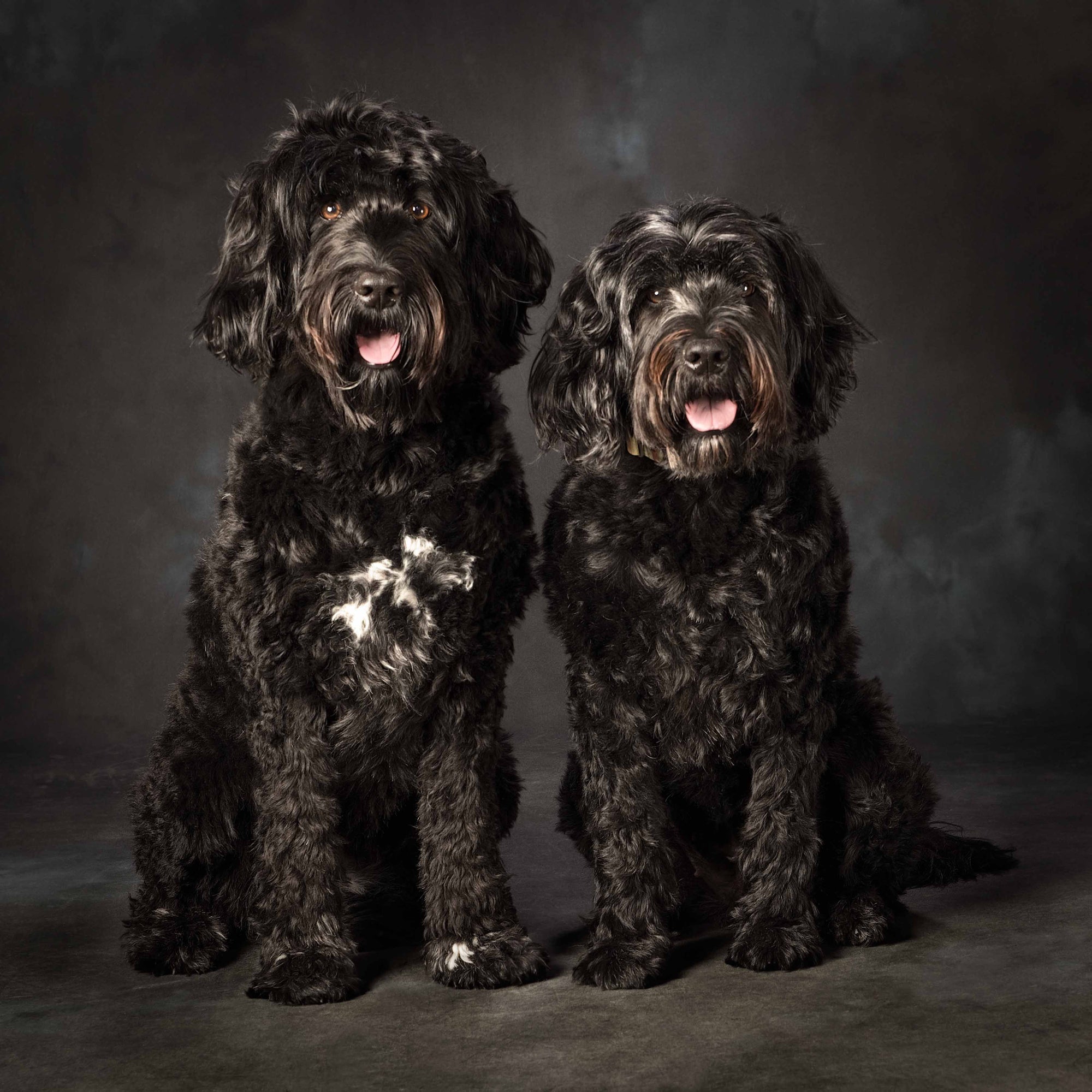 Pet Portrait of two Portuguese Water Dogs in colour by PHOTOGENIC Dalkey
